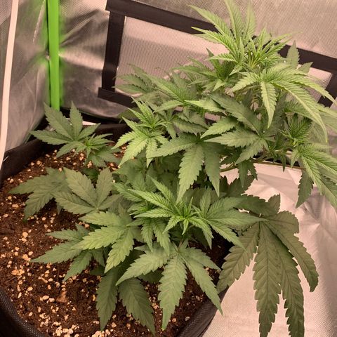 Kalini Asia growlog photo: lst + defoliation 