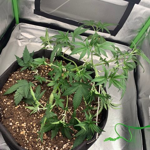 Kalini Asia growlog photo: lst + defoliation 