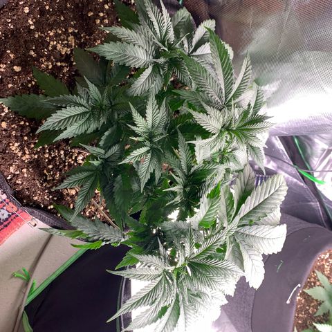 Kalini Asia growlog photo: lst + defoliation 