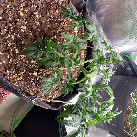 Kalini Asia growlog photo: lst + defoliation 