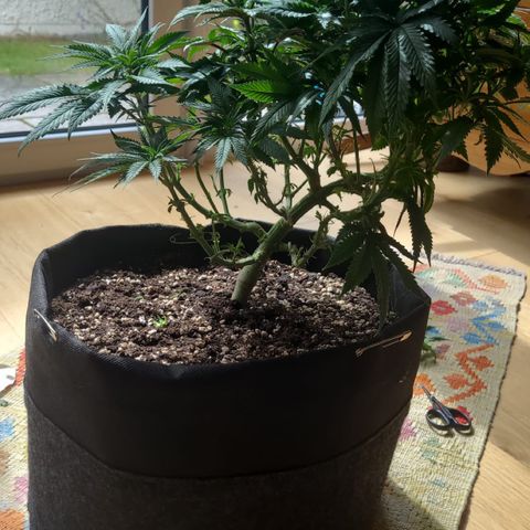 Kalini Asia growlog timeline photo