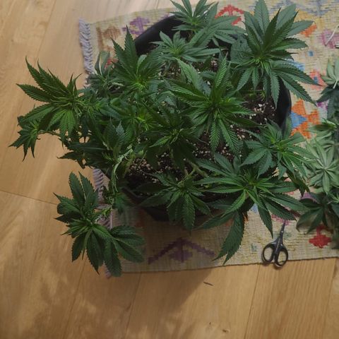 Kalini Asia growlog timeline photo