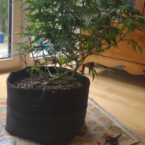 Kalini Asia growlog timeline photo