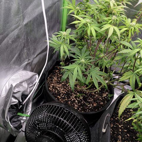 Kalini Asia growlog timeline photo