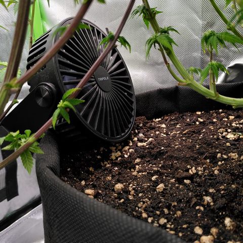 Kalini Asia growlog timeline photo