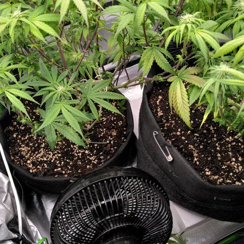 Kalini Asia growlog timeline photo