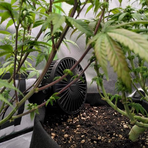 Kalini Asia growlog timeline photo