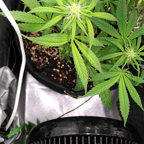 Kalini Asia growlog timeline photo