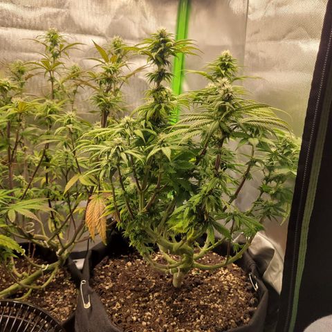 Kalini Asia growlog timeline photo