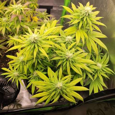 Kalini Asia growlog timeline photo