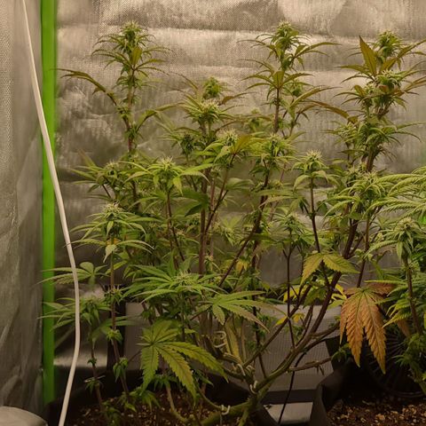 Kalini Asia growlog timeline photo