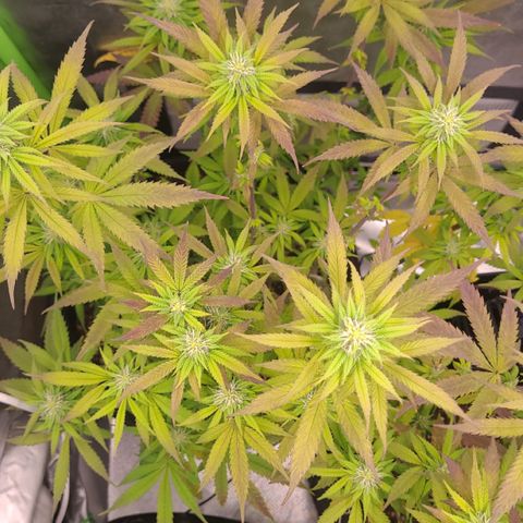 Kalini Asia growlog timeline photo