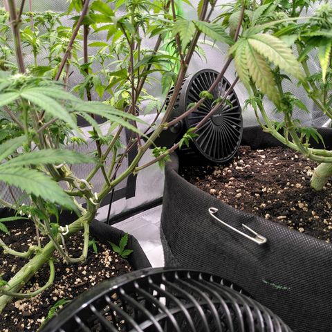 Kalini Asia growlog timeline photo