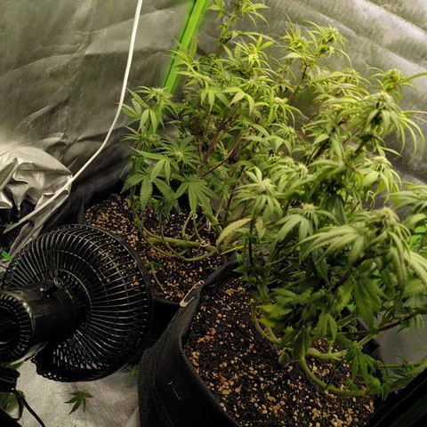 Kalini Asia growlog timeline photo