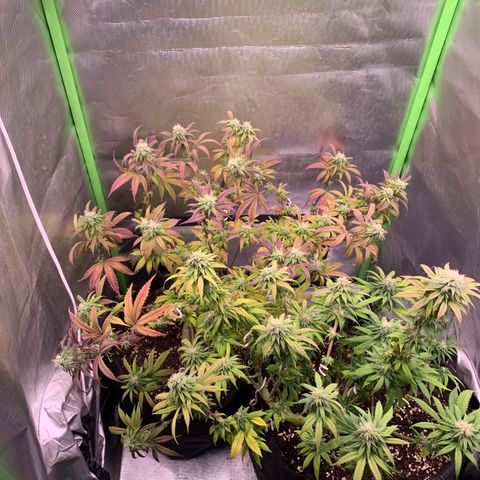Kalini Asia growlog timeline photo