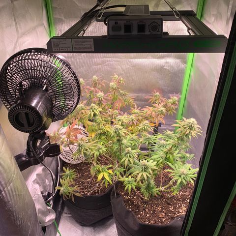 Kalini Asia growlog timeline photo