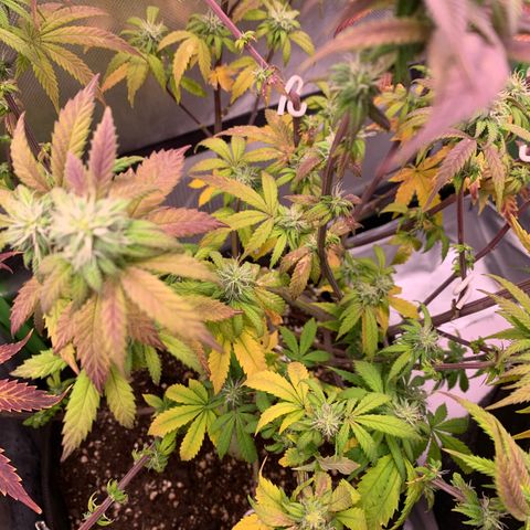 Kalini Asia growlog timeline photo