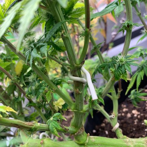Kalini Asia growlog timeline photo