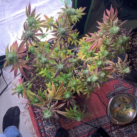 Kalini Asia growlog timeline photo