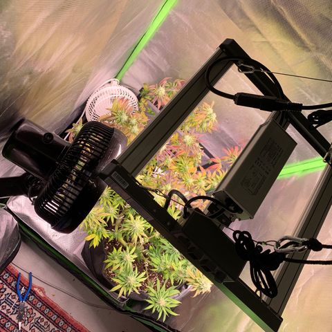 Kalini Asia growlog timeline photo