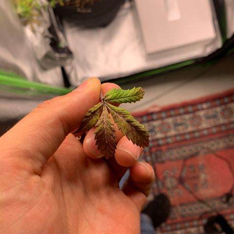 Kalini Asia growlog timeline photo