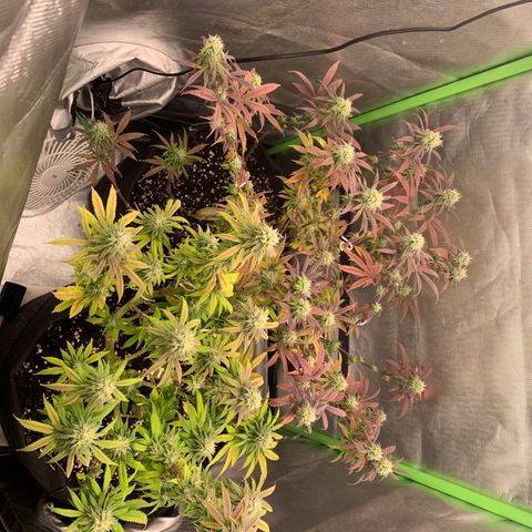Kalini Asia growlog timeline photo