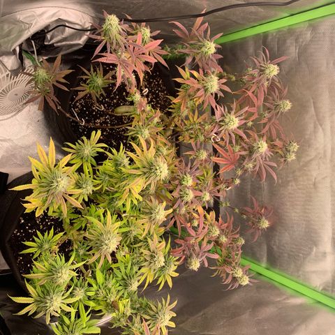 Kalini Asia growlog timeline photo
