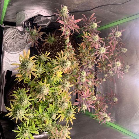 Kalini Asia growlog timeline photo