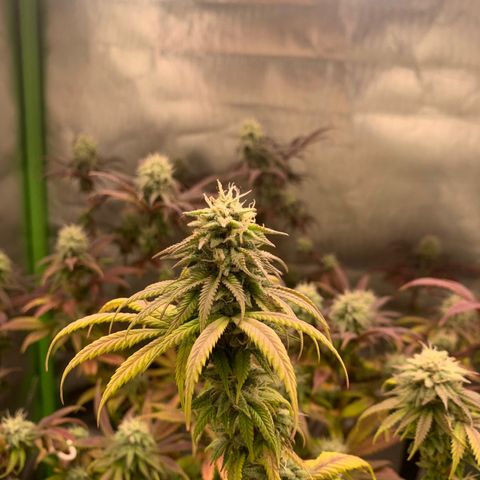 Kalini Asia growlog timeline photo