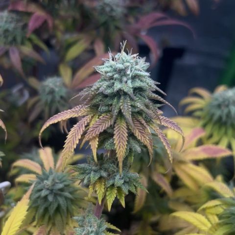 Kalini Asia growlog timeline photo