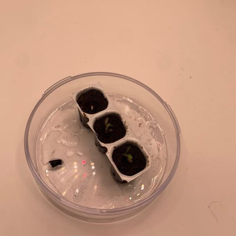 Moby Dick Auto  growlog timeline photo