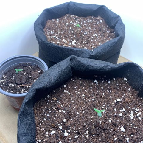 Moby Dick Auto  growlog timeline photo