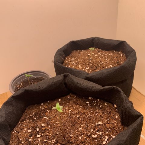 Moby Dick Auto  growlog timeline photo