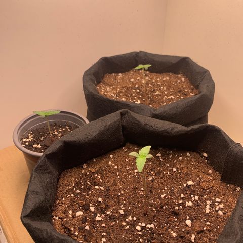 Moby Dick Auto  growlog timeline photo