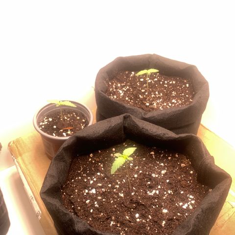 Moby Dick Auto  growlog timeline photo