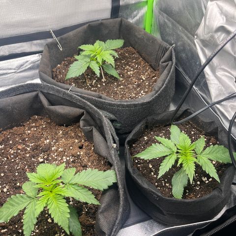 Moby Dick Auto  growlog timeline photo