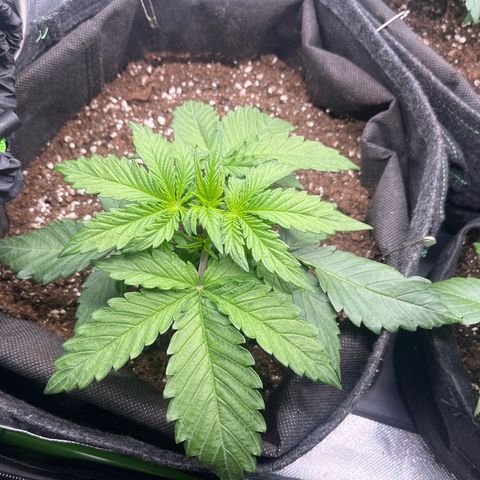 Moby Dick Auto  growlog timeline photo