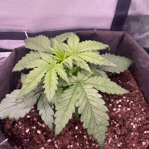 Moby Dick Auto  growlog timeline photo