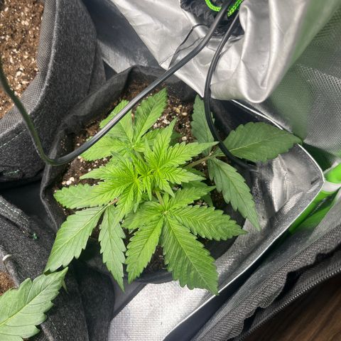 Moby Dick Auto  growlog timeline photo