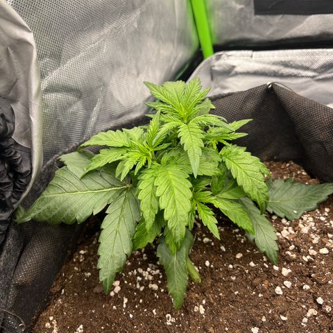 Moby Dick Auto  growlog timeline photo