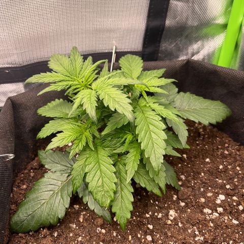 Moby Dick Auto  growlog timeline photo