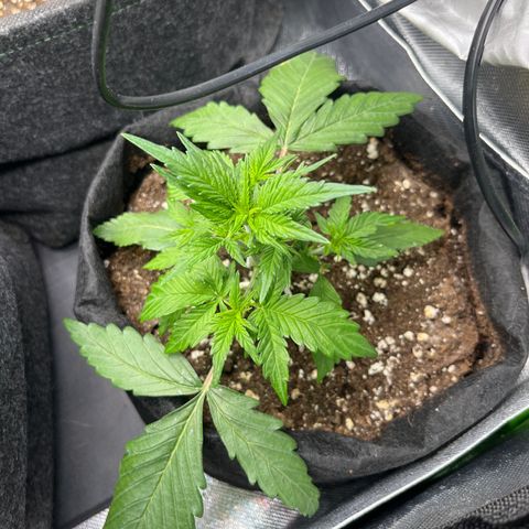 Moby Dick Auto  growlog timeline photo
