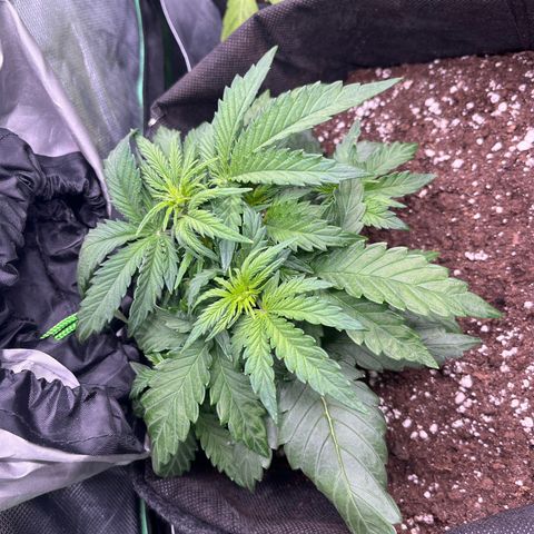 Moby Dick Auto  growlog timeline photo