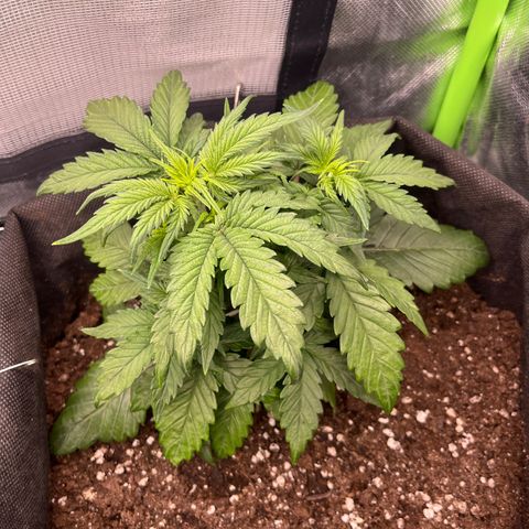 Moby Dick Auto  growlog timeline photo