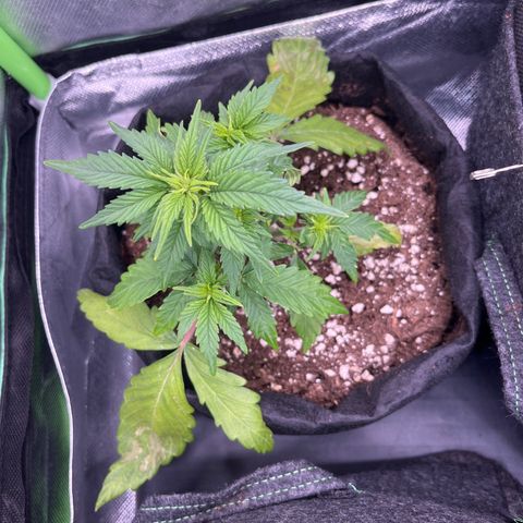 Moby Dick Auto  growlog timeline photo