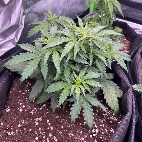 Moby Dick Auto  growlog timeline photo