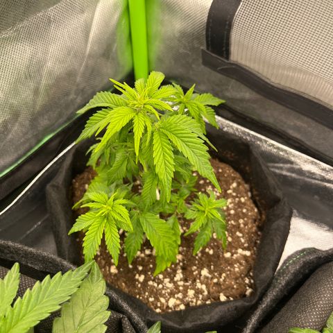 Moby Dick Auto  growlog timeline photo