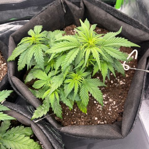 Moby Dick Auto  growlog timeline photo