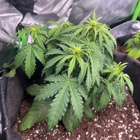 Moby Dick Auto  growlog timeline photo