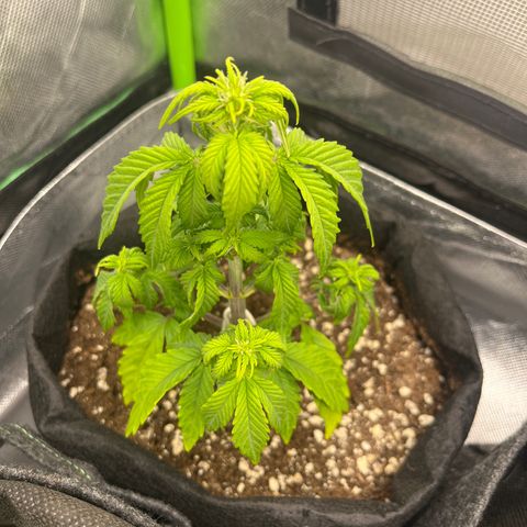 Moby Dick Auto  growlog timeline photo